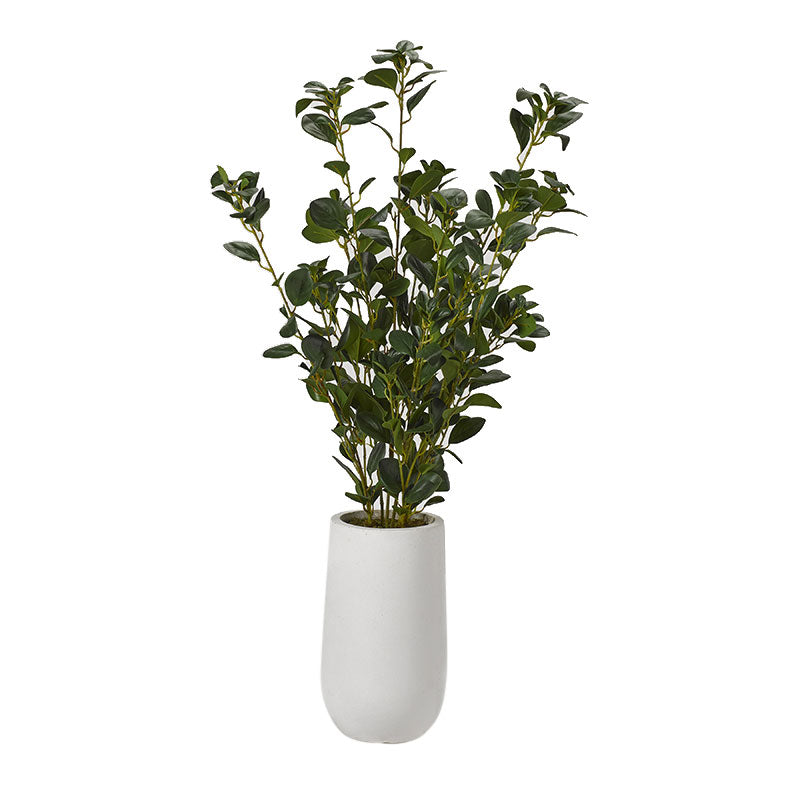Ficus Plant in Round White Planter - Adams Furniture