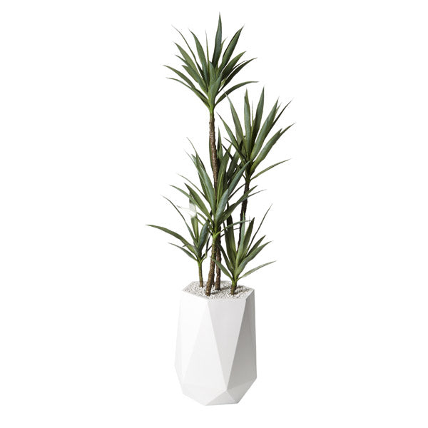 6.5′ Yucca Tree in White Resin Planter