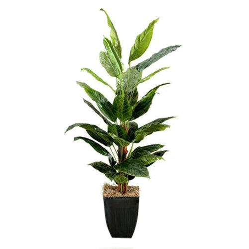 6′ Spath Plants in Square Metal Planter - Adams Furniture