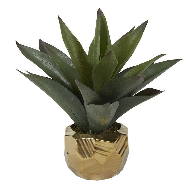 Aloe Plant in Gold Ceramic Planter