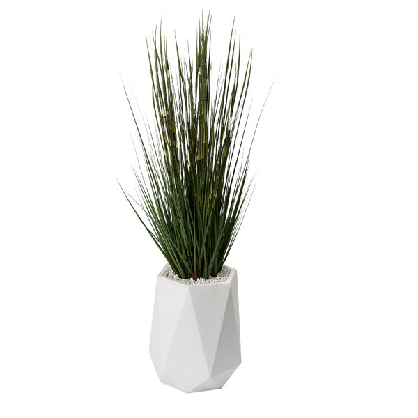 5′ Onion Grass in White Resin Planter