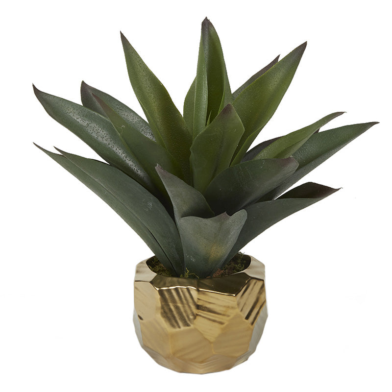 Aloe Plant in Gold Ceramic Planter - Adams Furniture