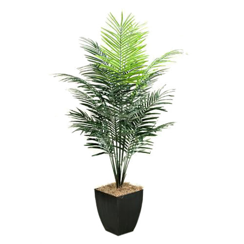 7′ Dwarf Areca Palm Tree in Square Metal Planter
